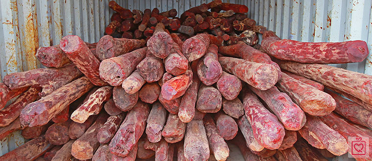 Gỗ đàn hương đỏ - Gỗ tử đàn đỏ